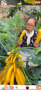 Benih Zucchini Pisang Kuning - Kulit Emas Hasil Tinggi Boleh Makan Mentah Sesuai Balkon & Pasu Mudah Tanam