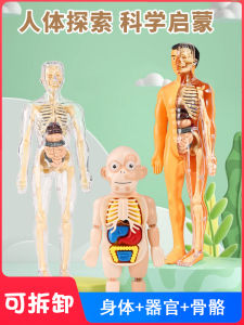Human Bone Structure Organ Model Visceral Anatomy Medical Artificial Removable Assemble Kids Cognitive Education Toy