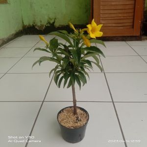 tanaman hias  bunga alamanda kuning