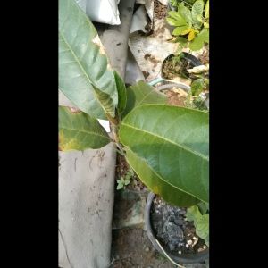 Bibit Nangka Cempedak Super Cepat Berbuah