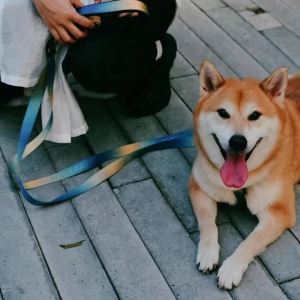 Hamshmoc chịu lực cao Dây dắt chó Vòng phụ kiện kim loại điều chỉnh độ dài tay cầm thoải mái kẹp xoay không bị rối