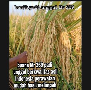 BENIH PADI UNGGUL MR 269 1KG