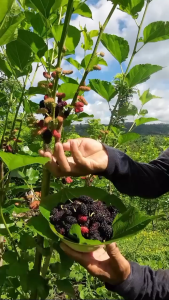 MULBERRY LIVE PLANT MABILIS MAG BUNGA MABILIS MAG BUNGA MABLIS PALAKIHIN