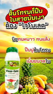 ไวโน-เลต ขนาด 1 ลิตร เวสโก้ อะมิโน 14 ชนิด+คีเลต ช่วยฟื้นฟู ส่งเสริมการเจริญเติบโตใบทุกระยะของพืช