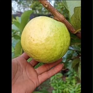 Bibit Tanaman Jambu Kristal Merah Non Biji