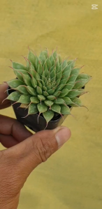 ต้นไม้อวบน้ำ กุหลาบหิน แกร๊ปโตเวเรีย ซิลเวอร์สตาร์ Graptoveria Silver Star #เมล็ดพันธุ์พืช