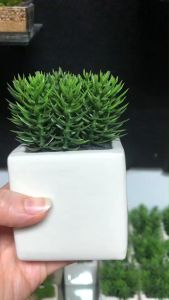 กระถางต้นไม้ปลอม เป็นเพื่อนขนาดเล็กตั้ง (ต้นไม้ปลอมจิ๋วพร้อมกระถาง)