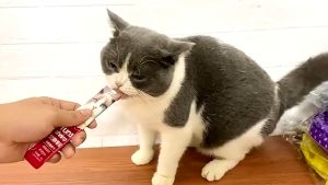 SALE! 10 PCS Pet Snack Cat Snacks Cat Snacks Strips Cat Snack Creamy Cat Treats Appetite