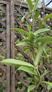 Hoya ต้นไม้เลี้ยงง่าย (Hoya pubicalyx white dragon)