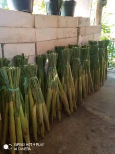 Sayur terubuk. tiwu endog telor tebu sayuran langka
