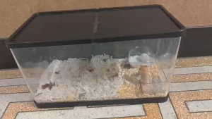 Hamster Cage Transparent Premium Habitats Acrylic modern luxury design Hedgehog Small Animal