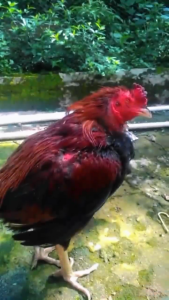 OBAT PAITHOON ANTI & CRD RAID ALL ANTIBIOTIK AYAM BURUNG BEBEK KAPSUL SERBUK ANTI SNOT PERAWATAN HEWAN PELIHARAAN KECIL