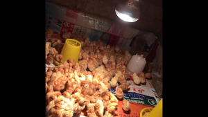 Lampu Penghangat Pemanas Ayam Sapi Domba Kambing Babi Dll 100W 150W 200W