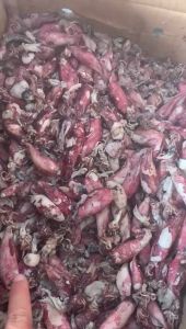 ikan asin cumi sotong suoer