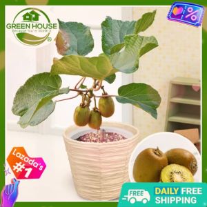 Green House® - Bonsai Kiwi Fruit Seeds for Plantings (20 Seed) incl. Plant Instruction - Dwarf Kiwifruit - Eatable