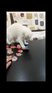 Magic Butterfly Toy Birthday Gift Flying In The Book Fairy Rubber Band Powered Wind Up Butterfly Toy Surprise Gift