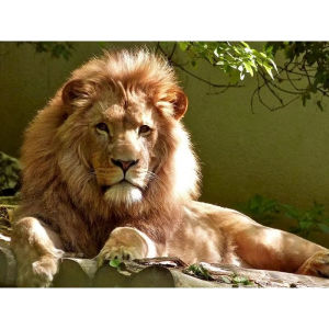 Jigsaw Puzzle Wild Creative Beautiful Majestic Lion Animal Portrait For Adults Great Family Fun Relaxing Brain Teaser Gift