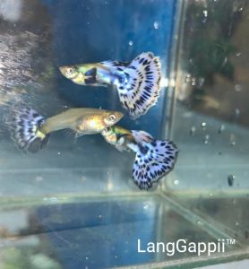 Guppy Purple Mosaic big ear 1 pair(thai)