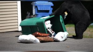 Garbage Trash Can Lid Locks Bungee Cord Heavy Duty Large Kunci Tali Tutup Tempat Sampah Outdoor