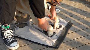 Áo chống liếm cho Chó lớn áo cai sữa màu rằn ri (đo kích thước trước khi chọn size) mẫu mới - Hara Pet Store