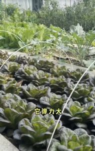 6mm Arch shed bracket FRP elastic rod vegetable garden insulation size shed seedling arch solid agricultural shading glass fiber rod