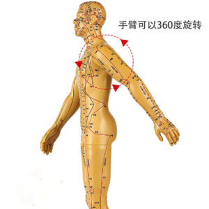 Mô hình châm cứu huyệt vị Nam Nữ - huyệt vị châm cứu Huyệt Vị Châm Cứu Đa Dạng Chất Liệu Phân Loại Châm Cứu Mềm Và Cứng - Lazada