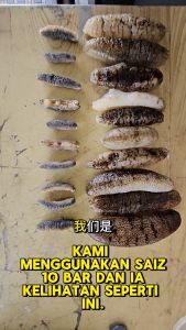 【Buy10 Free 1】马尔代夫 秃参 3-5cm 泡发后长度 10-15cm Maldives Seacumber 3-5cm 1 Pcs