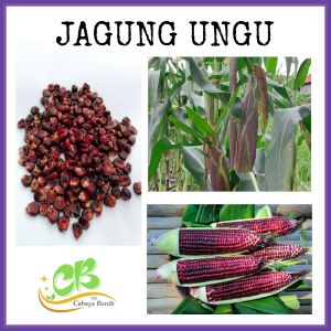 Benih jagung ketan ungu isi (500 butir) bibit jagung ungu