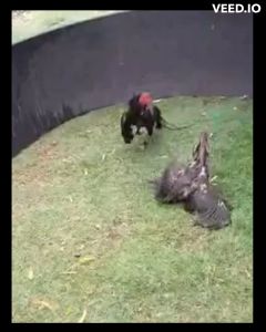 ไข่เชื้อไก่ชน พม่าม้าล่อ เจ้าเยียร์แดง ร้านจัดส่งไว