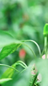 Hummer 1 kg – Pembenah Tanah Premium Asam Humat + Asam Amino untuk Kesuburan Maksimal