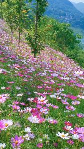 (Gói 100 Gram - 9000 Hat )Hạt Giống Hoa Sao Nhái F1 Mix Nhiều Màu Loại Dễ Trồng Hoa Nở Đẹp