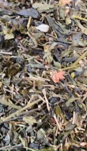 Trà xanh hương lài pha trà đá ngon - 500g/gói