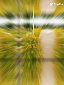 (Gói 100  hạt) Hạt  Giống Hoa Cúc Mắt  Rắn - Hoa Đẹp - Dễ Trồng