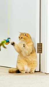 Fly-soft cat and dog toy ของเล่นแมว นกของเล่นจำลอง สามารถทำเสียง ตุ๊กตารูปสัตว์พร้อมเสียงร้อง ตุ๊กตาแมว