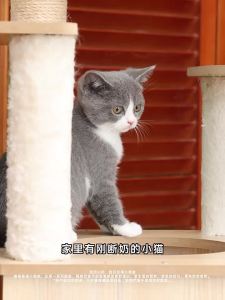 KUANFU | Thức Ăn Ẩm Cho Mèo Giàu Dinh Dưỡng Bổ Sung Nước