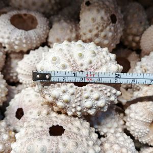 cangkang kerang ecer - cangkang landak laut ecer - kerang bulu babi satuan