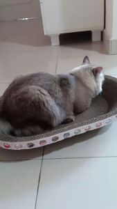 60cm Biggest Cat Scratch Oval Cat Scratcher Cat Bowl Papan Pencakar Kucing Mangkuk Besar Kucing tidur main