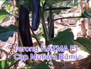 Benih Terong Ungu Panjang Hibrida NAZMA F1 Isi 5 Gram Cap Mutiara Bumi