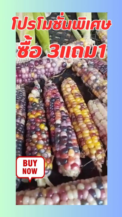 เมล็ดพันธุ์ข้าวโพดพลอย Glass Gem Corn 100+ เมล็ด พร้อมคู่มือ