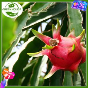 Green House® - Dragon Fruit Seeds Red Pitahaya Seed for Planting Fruit Plant (20 Seed) white flesh incl. Instruction