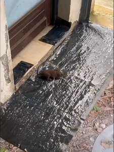 5 Bag Large-sized strong sticky mouse blanketsticky mouse boardrat poison rat trap rat cageindoor and outdoor ues