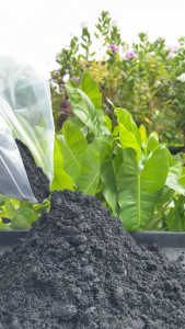 เอ็นกรีน แกลบดำ เผาได้พอดี ไม่มีรอยไหม้เกรียม เป็นขี้เถ้า