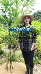 ไผ่เก้าดาวดำ Guadua amplexifolia