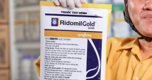 ( Syngenta ) RIDOMIL GOLD 68WG (100G) - THUỐC TRỪ BỆNH PHỔ RỘNG - Hàng Hiệu Chính Hãng