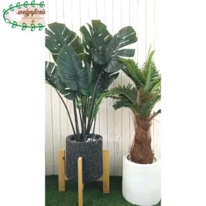 Pohon Monstera Latex & Pohon Palem Botol Standing Kayu Kaki 4 Pot Semen Hitam Putih Pajangan Apartement