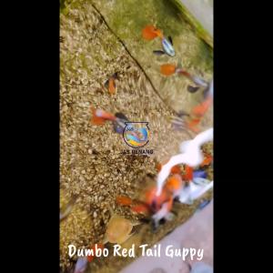 Dumbo Red Tail Guppy (Pure Strain) - J&S Live Fish with D.O.A.