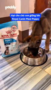 Hạt Cho Chó Con Giống Lớn Royal Canin Maxi Puppy