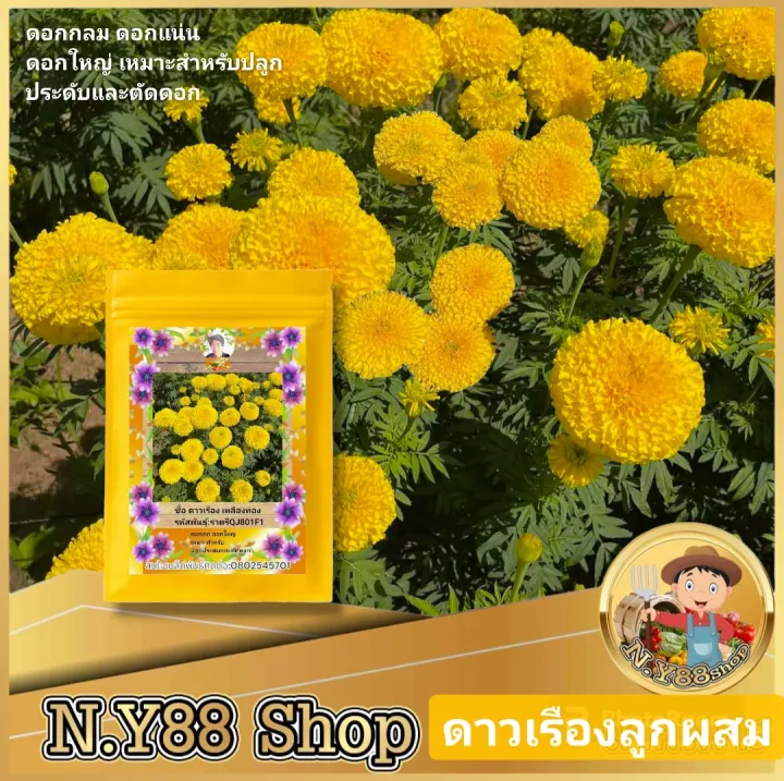 พรีเมี่ยม เมล็ดพันธุ์ดาวเรืองลูกผสม เหลืองทอง สำหรับตัดดอก ร้อยมาลัย