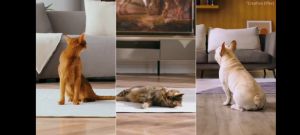 PETKIT YUMSHARE Smart Pet Feeder with Camera
