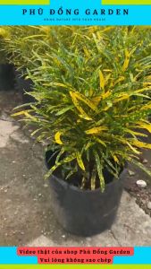 Cây Vàng Bạc Lá Nhuyễn cao 40cm màu sắc rực rỡ | Cây ưa sáng ít bệnh Trang trí sân vườn ban công